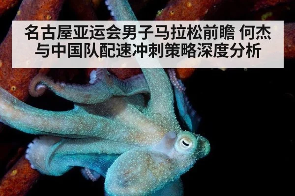 名古屋亚运会男子马拉松前瞻 何杰与中国队配速冲刺策略深度分析
