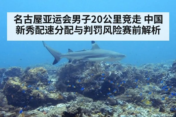 名古屋亚运会男子20公里竞走 中国新秀配速分配与判罚风险赛前解析